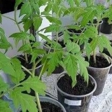 Kada saditi paradajz za sadnice za otvoreno tlo